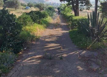 Giardino - Terreno agricolo C.da Imaccari Soprano
 
snc, Mirabella Imbaccari - foto 17