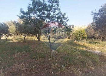 Giardino - Terreno agricolo C.da Imaccari Soprano
 
snc, Mirabella Imbaccari - foto 19