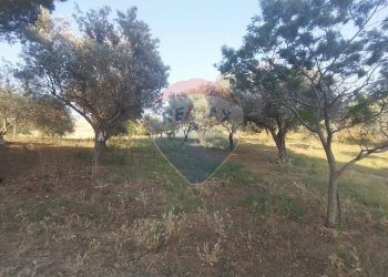 Giardino - Terreno agricolo C.da Imaccari Soprano
 
snc, Mirabella Imbaccari - foto 22