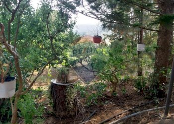 Giardino - Terreno agricolo C.da Imaccari Soprano
 
snc, Mirabella Imbaccari - foto 25