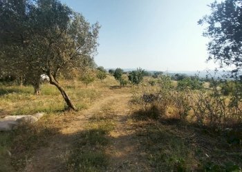 Non correlato - Terreno agricolo C.da Imaccari Soprano
 
snc, Mirabella Imbaccari - foto 32