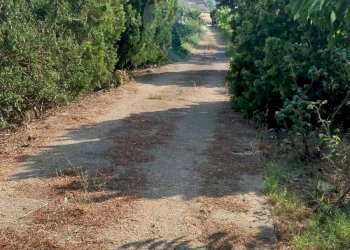 Giardino - Terreno agricolo C.da Imaccari Soprano
 
snc, Mirabella Imbaccari - foto 34