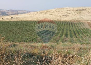 Vista delle montagne - Terreno agricolo C.da Imaccari Soprano
 
snc, Mirabella Imbaccari - foto 36