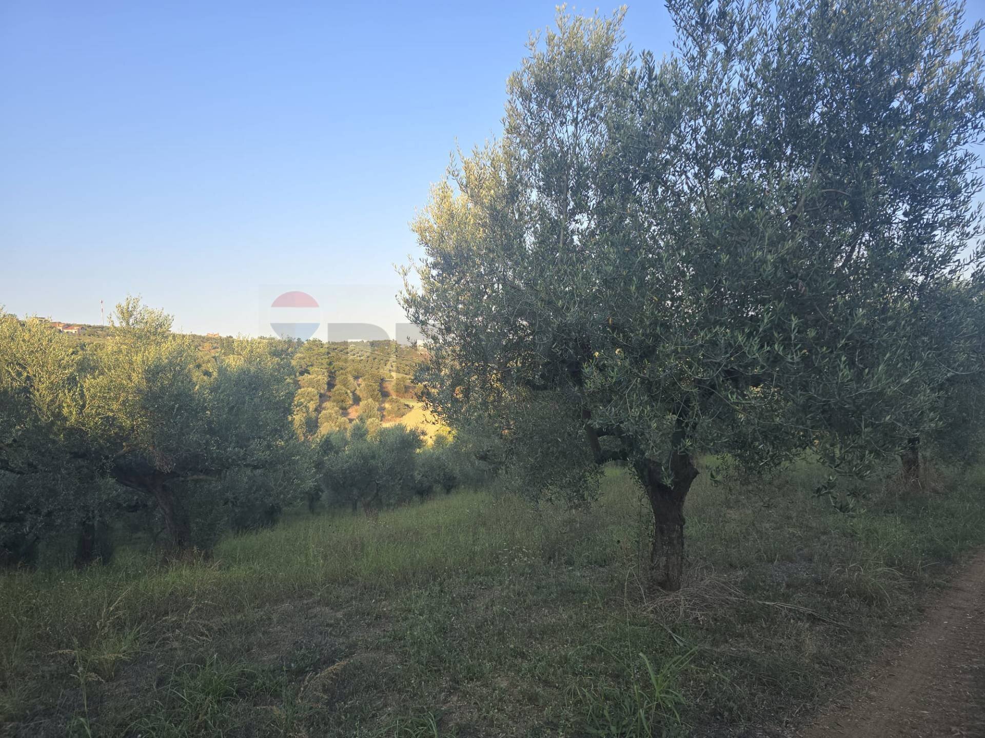 Non correlato - Terreno agricolo contrada selva stella, Moscufo - foto 2