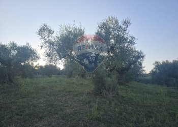 Non correlato - Terreno agricolo contrada selva stella, Moscufo - foto 7