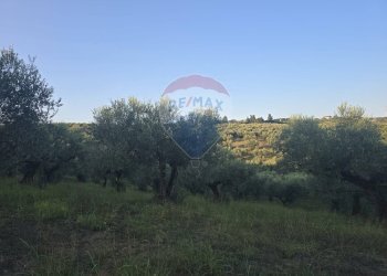 Non correlato - Terreno agricolo contrada selva stella, Moscufo - foto 9