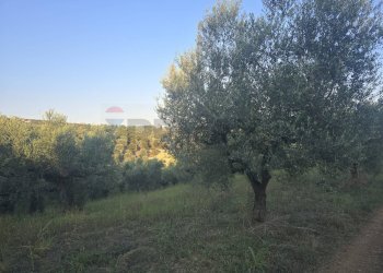 Non correlato - Terreno agricolo contrada selva stella, Moscufo - foto 2