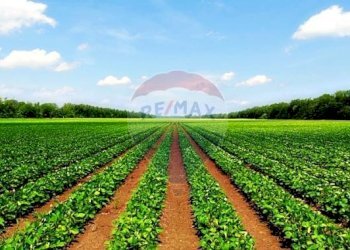 Giardino - Terreno agricolo via mezzanella, Morazzone - foto 9