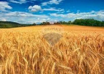 Giardino - Terreno agricolo via mezzanella, Morazzone - foto 13