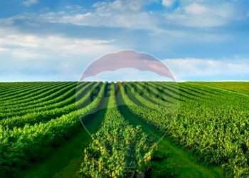 Giardino - Terreno agricolo via mezzanella, Morazzone - foto 3