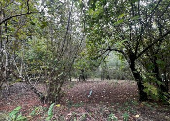 Foto 11 - Casa indipendente via Felettelle, San Michele di Serino - foto 11