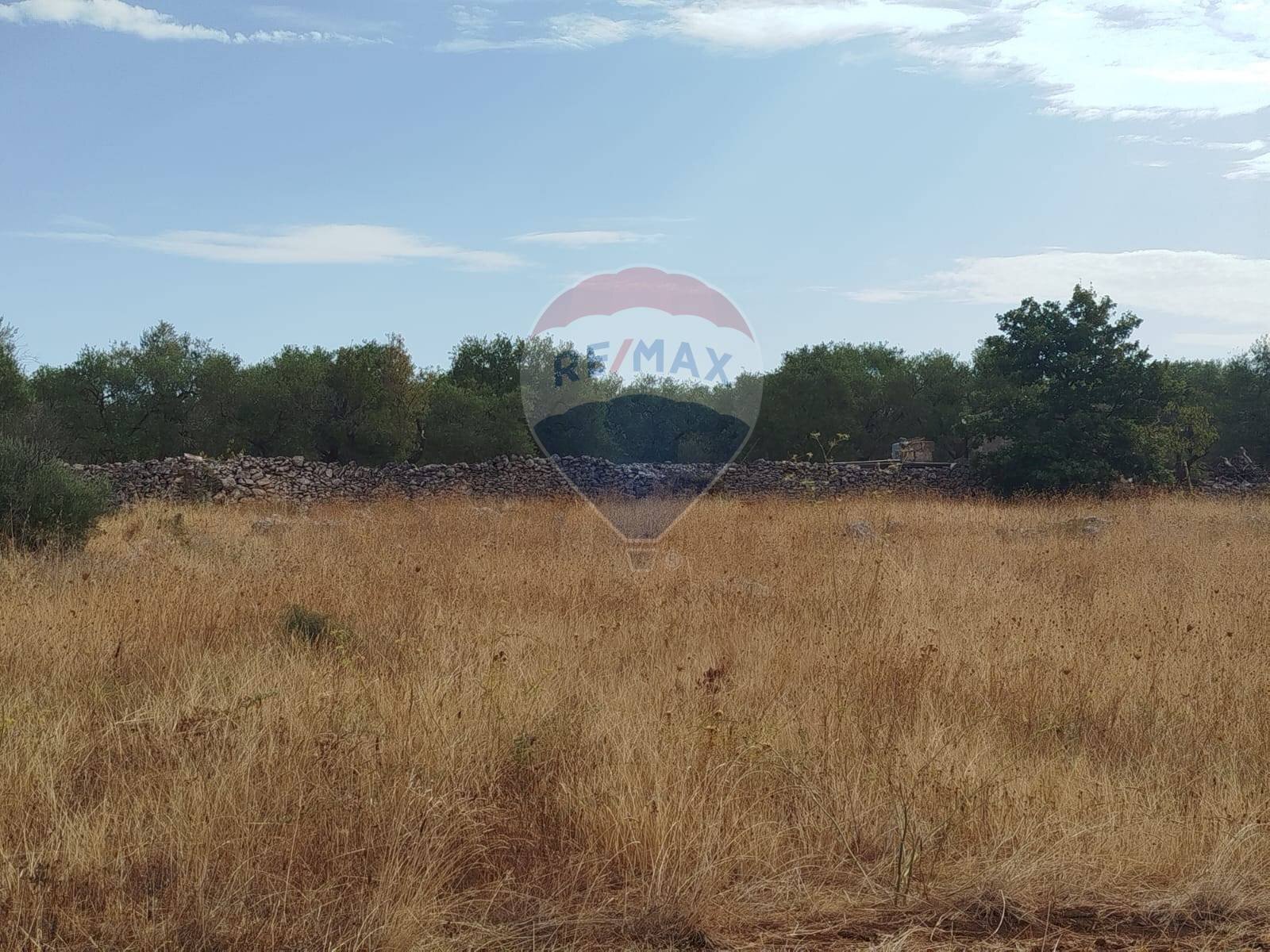 Giardino - Terreno agricolo Strada Provinciale 71, Cassano delle Murge - foto 2