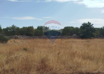 Giardino - Terreno agricolo Strada Provinciale 71, Cassano delle Murge - foto 2