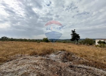 Non correlato - Terreno agricolo Strada Provinciale 71, Cassano delle Murge - foto 4