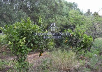 Terreno - Rustico Palau - foto 17