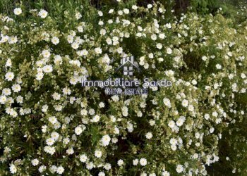 Terreno - Rustico Palau - foto 23