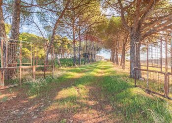 Giardino - Rustico CH9C+QG, 01014 Montalto di Castro VT, Montalto di Castro - foto 3