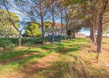 Giardino - Rustico CH9C+QG, 01014 Montalto di Castro VT, Montalto di Castro - foto 5