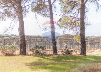 Giardino - Rustico CH9C+QG, 01014 Montalto di Castro VT, Montalto di Castro - foto 16