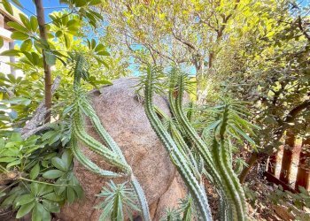 Foto 42 - Villa a Schiera Trinità d'Agultu e Vignola - foto 42