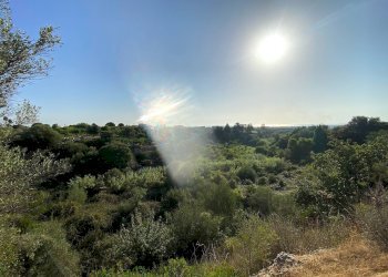 Foto 10 - Terreno agricolo Via Puzzi, Avola - foto 10