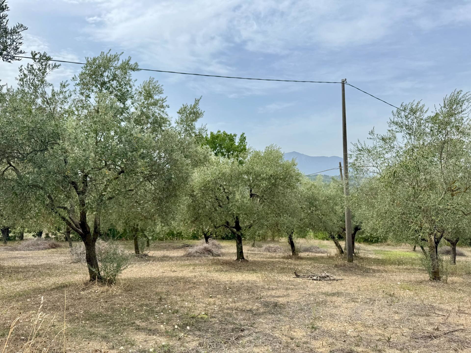 Foto 1 - Terreno agricolo contrada savia, Fontanarosa - foto 1