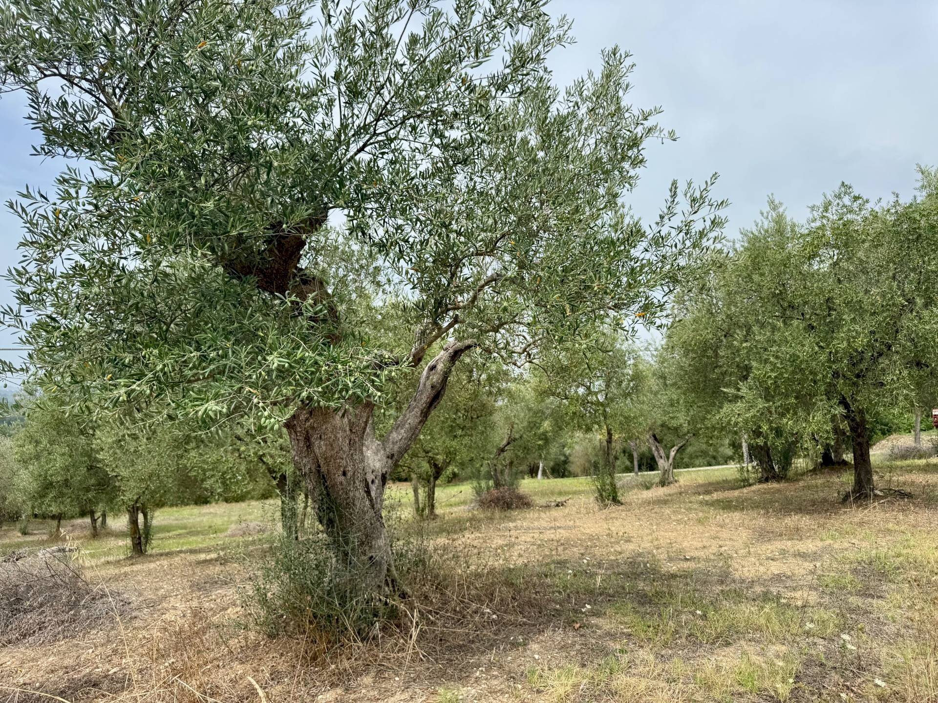 Foto 3 - Terreno agricolo contrada savia, Fontanarosa - foto 3