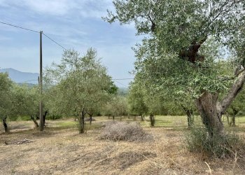 Foto 2 - Terreno agricolo contrada savia, Fontanarosa - foto 2