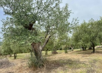Foto 3 - Terreno agricolo contrada savia, Fontanarosa - foto 3