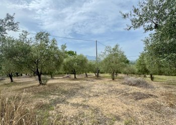 Foto 4 - Terreno agricolo contrada savia, Fontanarosa - foto 4