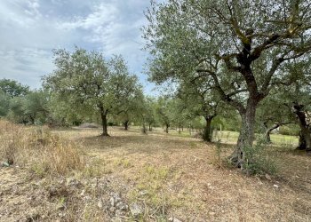 Foto 5 - Terreno agricolo contrada savia, Fontanarosa - foto 5