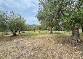 Foto 7 - Terreno agricolo contrada savia, Fontanarosa - foto 7