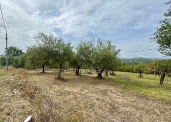 Foto 8 - Terreno agricolo contrada savia, Fontanarosa - foto 8