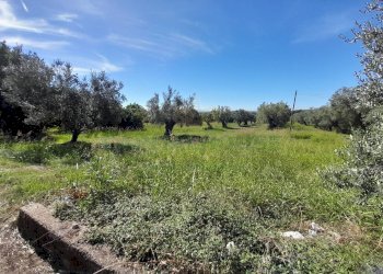 Foto 4 - Terreno agricolo via de gasperi, Pastorano - foto 4