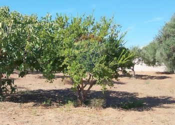 Giardino - Rustico via dei Papaveri, Ispica - foto 7