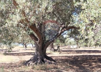 Giardino - Rustico via dei Papaveri, Ispica - foto 13
