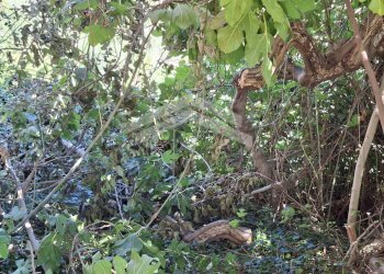 Foto 28 - Stabile - Palazzo via XXIV
 
SNC, Castelbottaccio - foto 28