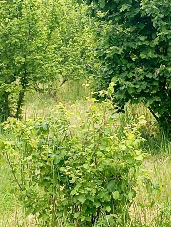 Terreno agricolo Pinerolo - foto 1