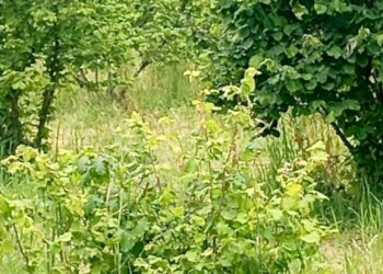 Terreno agricolo Pinerolo - foto 1