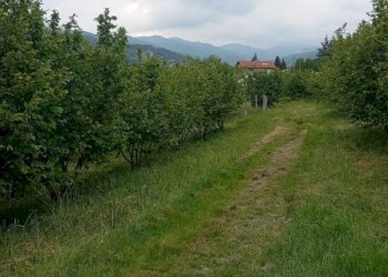 Terreno agricolo Pinerolo - foto 5