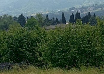 Terreno agricolo Pinerolo - foto 9