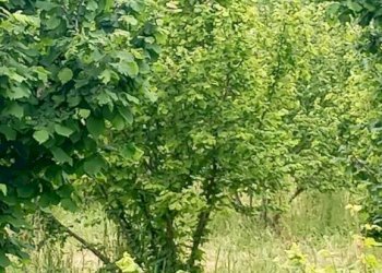 Terreno agricolo Pinerolo - foto 10