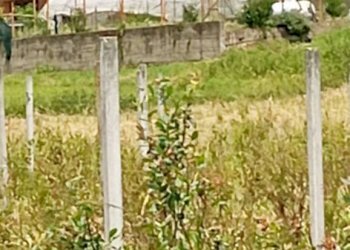 Terreno agricolo Pinerolo - foto 12