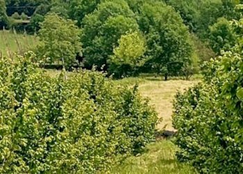 Terreno agricolo Pinerolo - foto 13