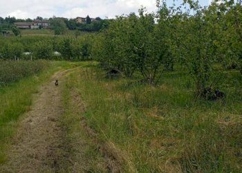 Terreno agricolo Pinerolo - foto 16