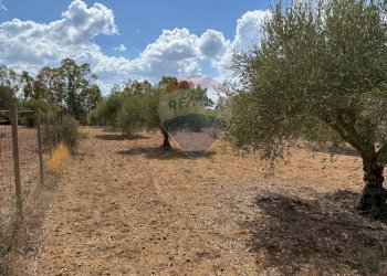 Giardino - Casa indipendente contrada poggio ianche, Caltagirone - foto 7
