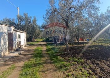 Giardino - Casa indipendente Contrada Varcaro
 
snc, Monte Sant'Angelo - foto 1