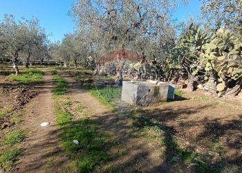 Giardino - Casa indipendente Contrada Varcaro
 
snc, Monte Sant'Angelo - foto 10