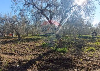 Giardino - Casa indipendente Contrada Varcaro
 
snc, Monte Sant'Angelo - foto 11
