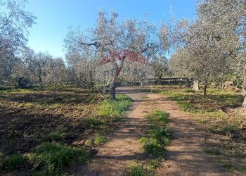 Giardino - Casa indipendente Contrada Varcaro
 
snc, Monte Sant'Angelo - foto 13